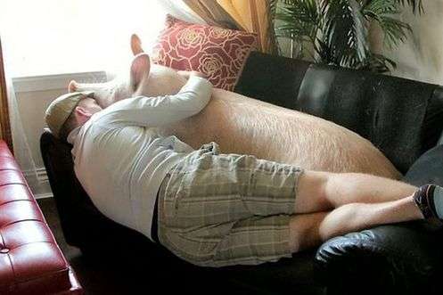 驚呆了:迷你豬長(zhǎng)成了龐然大物